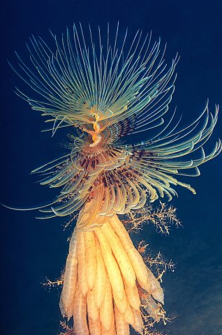 247_Fiore del mare_Tema Libero